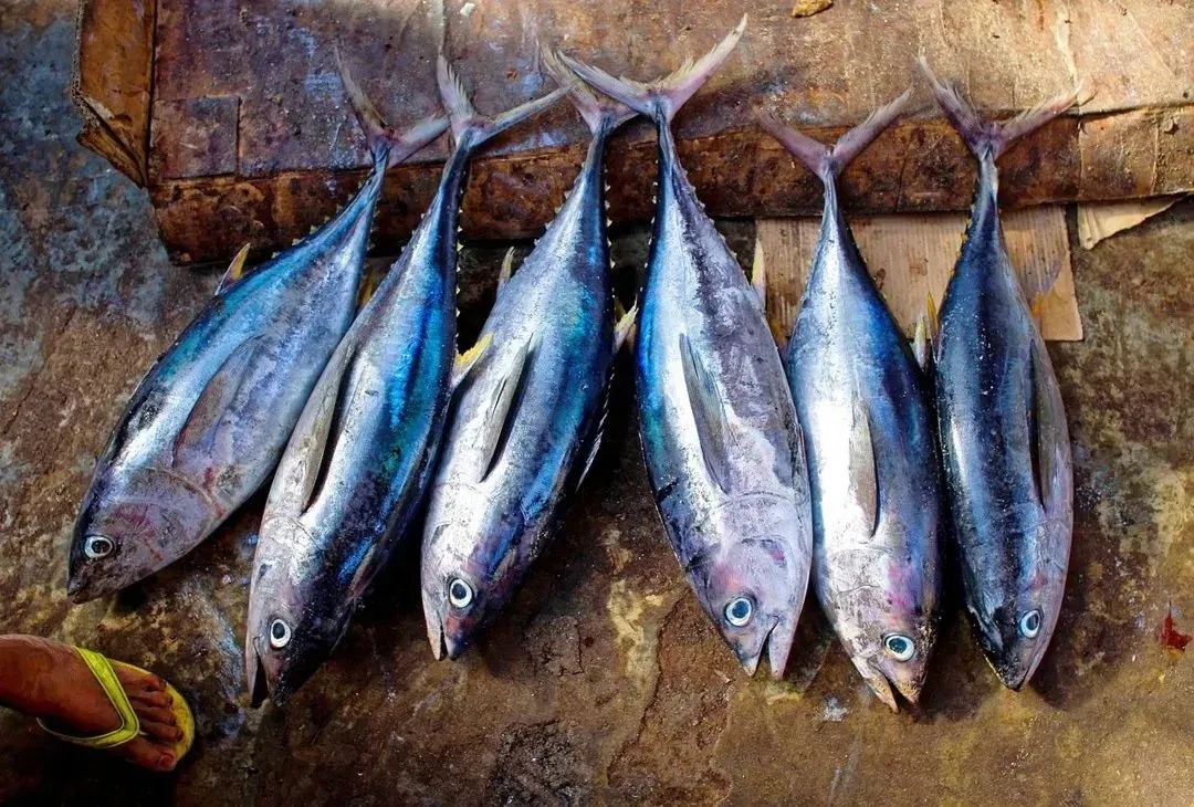 Ikan Tongkol Mengantarkan Dosen Prodi Gizi FKM UNEJ Meraih Best Presenter 2 pada Kolokium LP2M dalam Rangka Dies Natalis ke 59 Universitas Jember